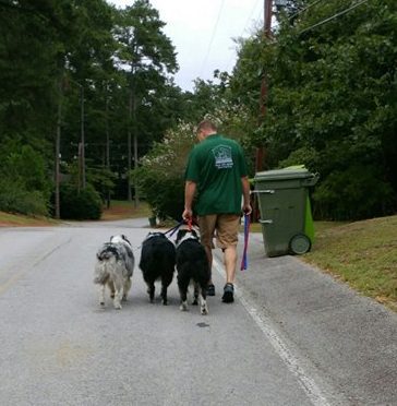 walking multiple dogs