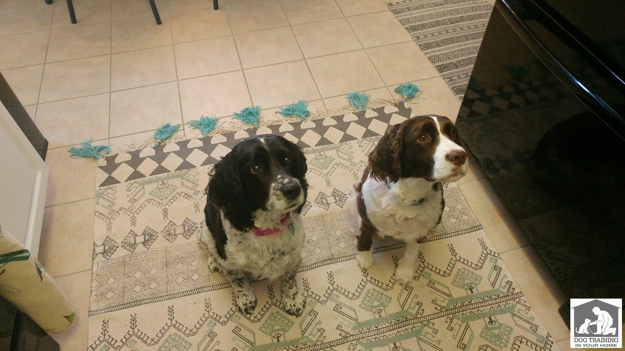 Frank and coco