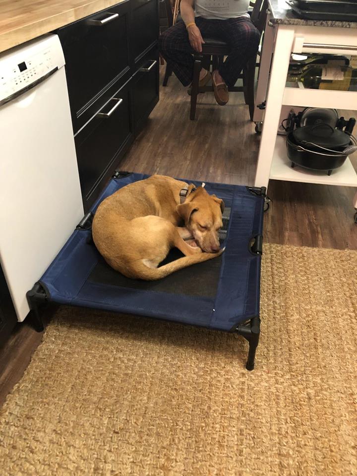 Basic obedience helps your dog and you! Here are 6 reasons why | Dog Training In Your Home