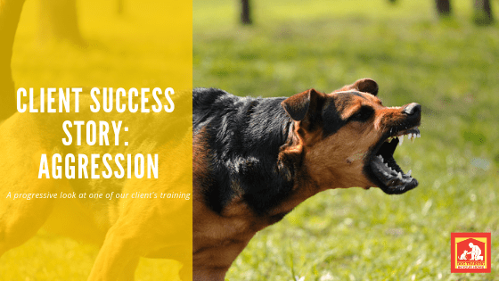 Whether it is towards another dog, towards people, resource guarding, or testing the kids for their place in the pack, we've seen just about everything.  With over 20 years' experience, we've also had a lot of success stories!  This post shows a 3-part series of progress of one of our clients | Dog Training In Your Home