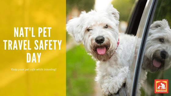 National Pet Travel Safety Day | Dog Training In Your Home