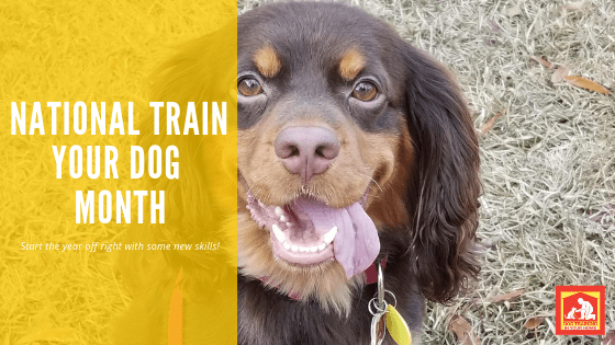 January National Train Your Dog Month | Dog Training In Your Home Myrtle Beach