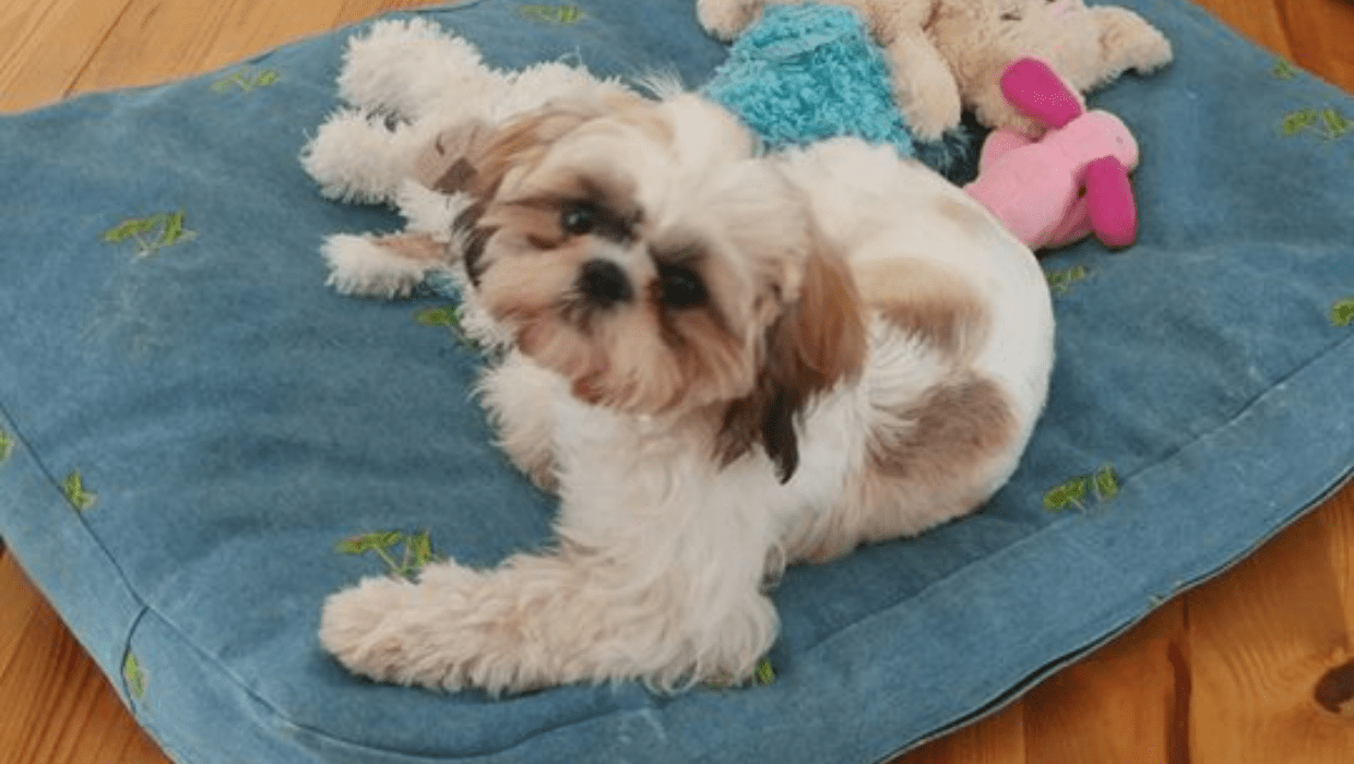 Monty on Place Shih Tzu staying on bed dog training