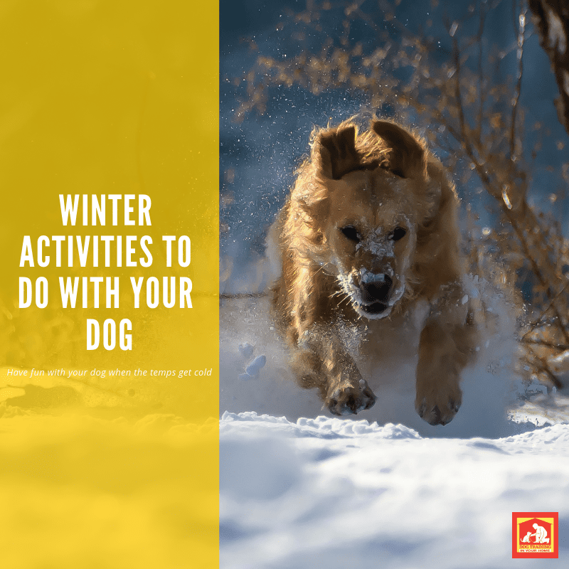 These freezing temps are not what us Southerners are used to, so a lot of us opt to stay inside and neglect getting out there with our dogs.  For active breeds, this doesn't bode very well - they need a way to release that energy (unless you want your couch destroyed).  So, here's your #realitycheck: you can still have fun with your dog in winter!  Here are a few winter activities to do with your dog when the temps start dropping. | Dog Training In Your Home Myrtle Beach