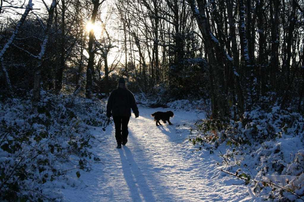 These freezing temps are not what us Southerners are used to, so a lot of us opt to stay inside and neglect getting out there with our dogs.  For active breeds, this doesn't bode very well - they need a way to release that energy (unless you want your couch destroyed).  So, here's your #realitycheck: you can still have fun with your dog in winter!  Here are a few winter activities to do with your dog when the temps start dropping. | Dog Training In Your Home Myrtle Beach