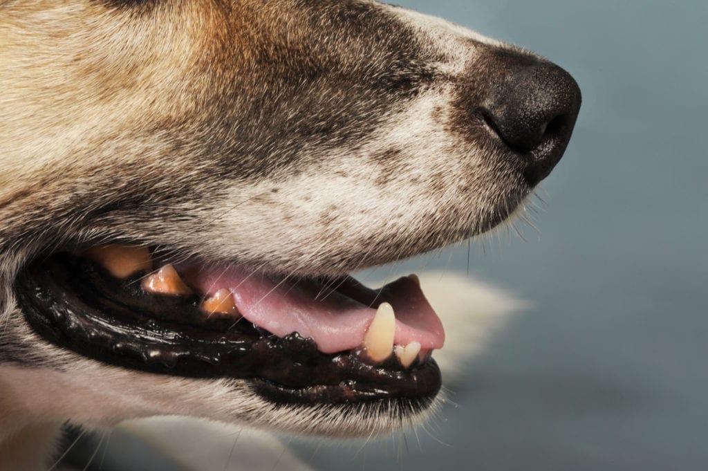 Keep your dog's teeth clean and healthy | Dog Training In Your Home