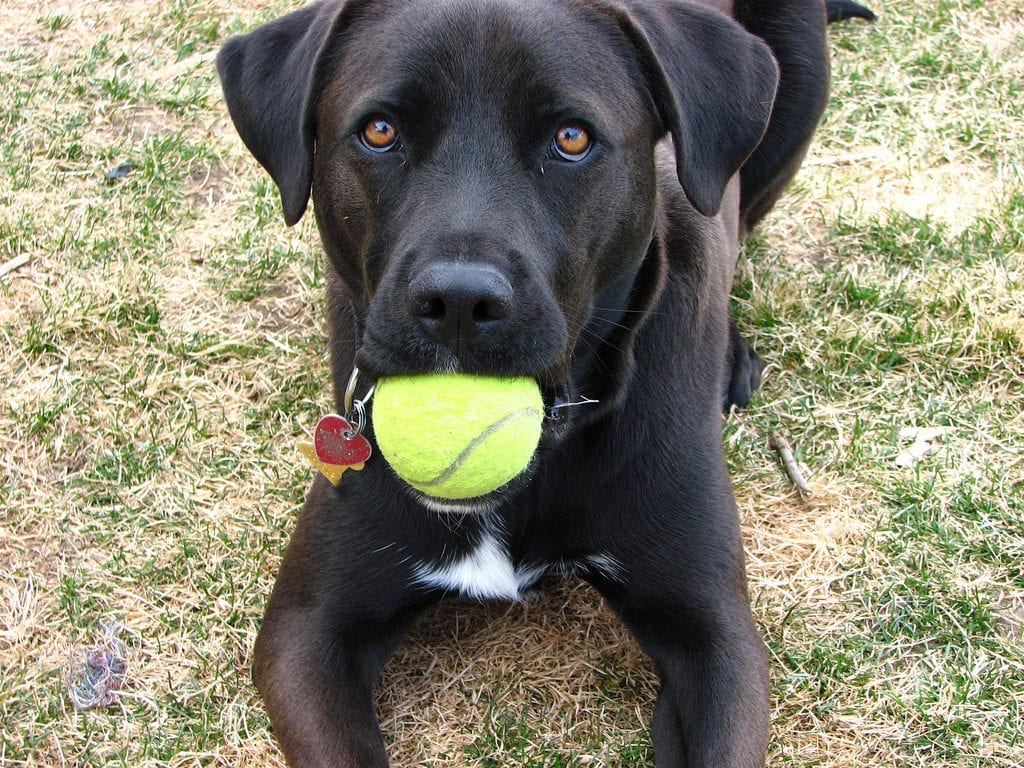 Take care of your puppy's teeth from the start | Pet Dental Health Month | Dog Training In Your Home