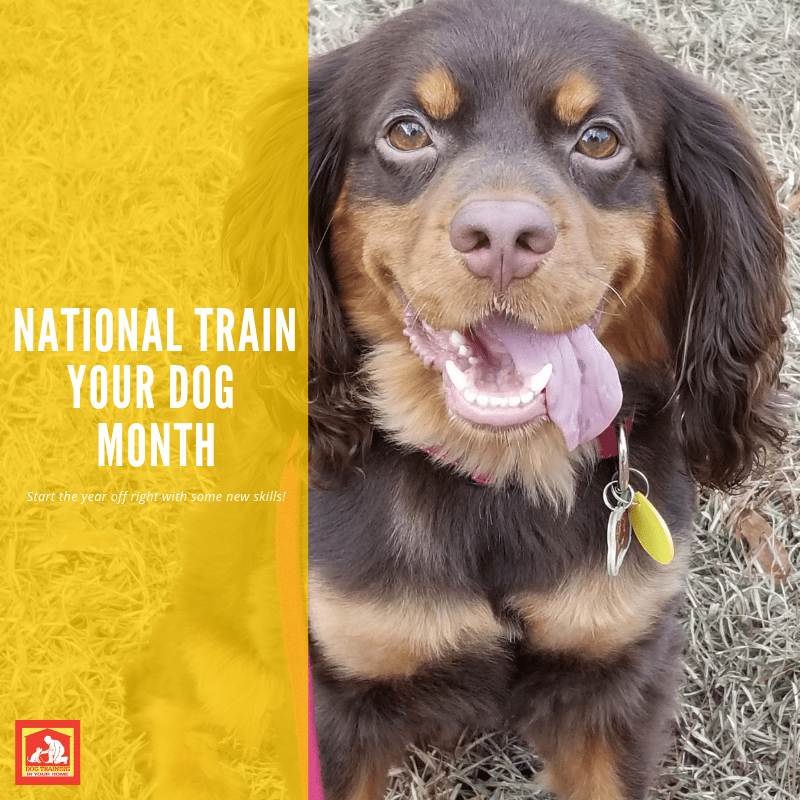 National Train Your Dog Month | Dog Training In Your Home Myrtle Beach