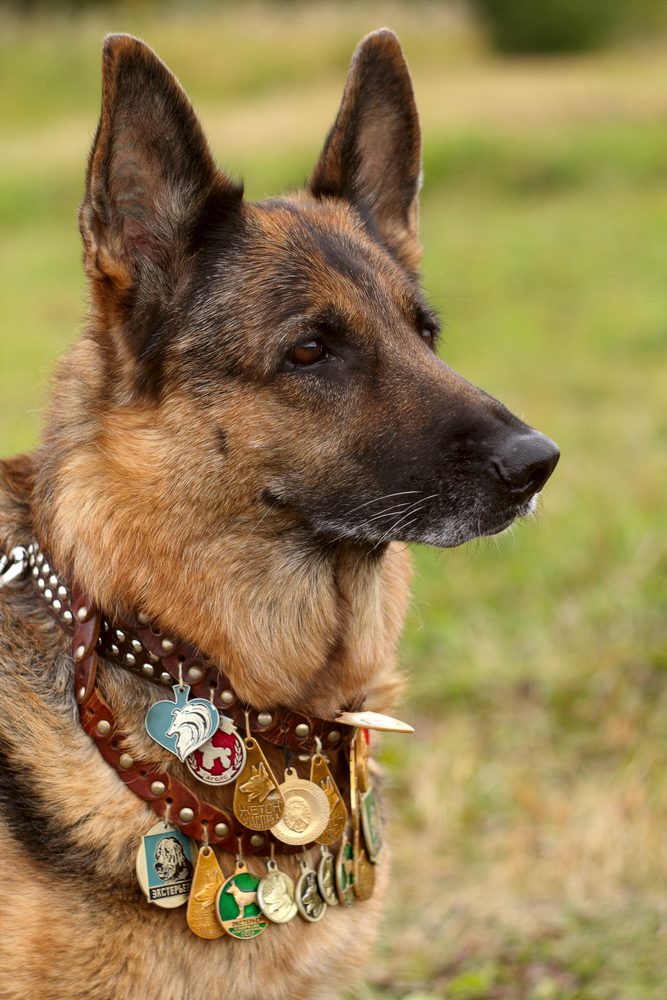 Celebrating the K-9 Veterans on K-9 Veterans Day | Dog Training In Your Home Myrtle Beach