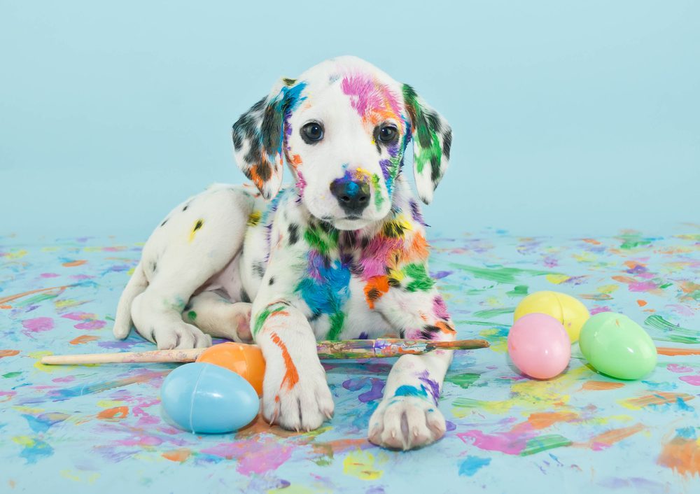 Want a fun way to engage your dog this Easter while your kids hunt for Easter eggs? Why not create a dog Easter egg hunt just for them? | Dog Training In Your Home Columbia