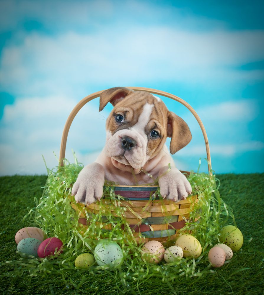 Want a fun way to engage your dog this Easter while your kids hunt for Easter eggs? Why not create a dog Easter egg hunt just for them? | Dog Training In Your Home Columbia