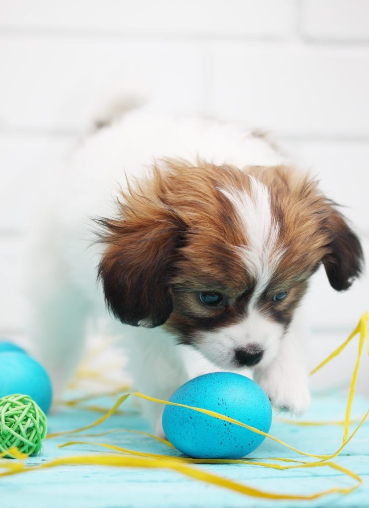 Want a fun way to engage your dog this Easter while your kids hunt for Easter eggs? Why not create a dog Easter egg hunt just for them? | Dog Training In Your Home Columbia