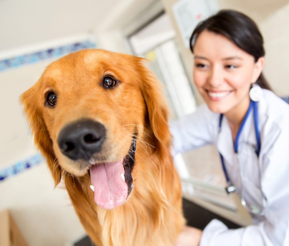 There are several health reasons your dog should be spayed or neutered | Dog Training In Your Home Myrtle Beach