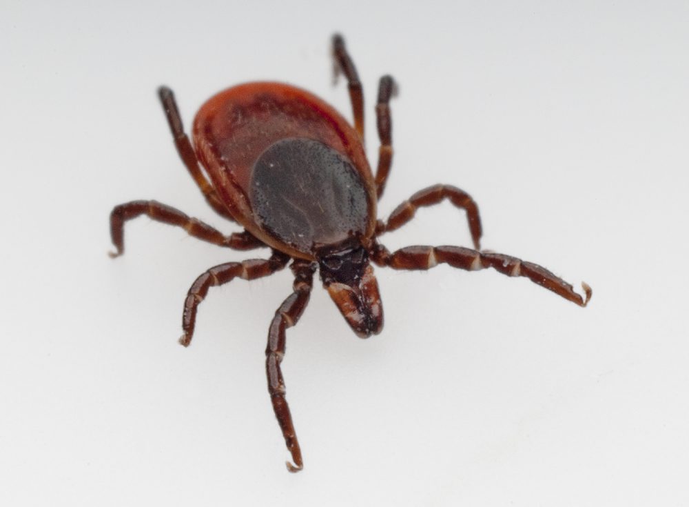 April is Prevent Lyme Disease in Dogs Month. Ticks can carry Lyme disease, so if your dog gets bit, there's a chance they may have it. Here are some tips to prevent your dog getting Lyme Disease, as well as treatment options. | Dog Training In Your Home Myrtle Beach