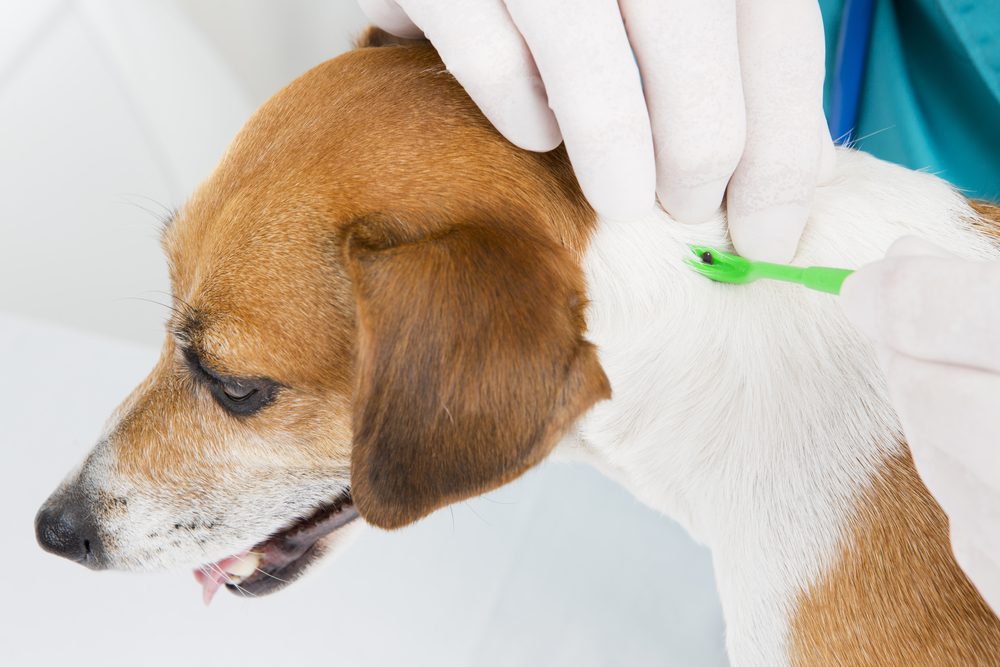 April is Prevent Lyme Disease in Dogs Month. Ticks can carry Lyme disease, so if your dog gets bit, there's a chance they may have it. Here are some tips to prevent your dog getting Lyme Disease, as well as treatment options. | Dog Training In Your Home Myrtle Beach