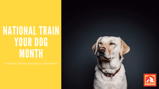 January is National Train Your Dog Month! Here are 5 Reasons It's a Smart Idea to Train Your Dog | Dog Training In Your Home Myrtle Beach