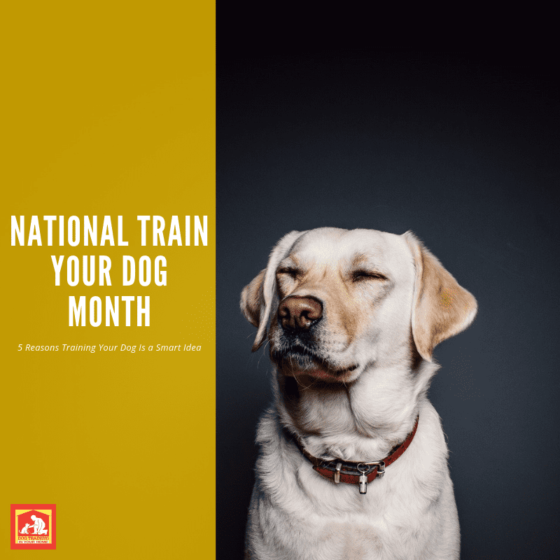 National Train Your Dog Month