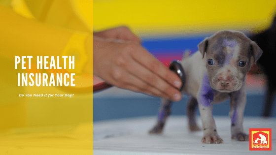 Do You Need Pet Health Insurance? This list can help you decide. | Dog Training In Your Home Myrtle Beach