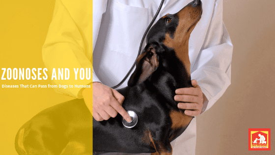 This post lists some diseases that can pas from dogs to humans (Zoonosis). It's rare, but can happen; so we thought you might want to know potential threats. | Dog Training In Your Home Myrtle Beach