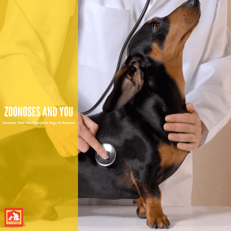 Zoonoses and You – Diseases That Can Pass from Dogs to Humans