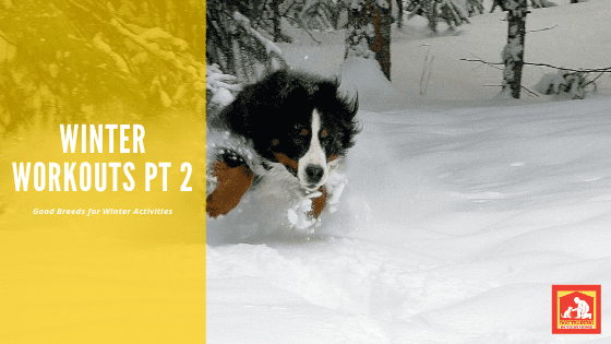 If you live in colder climates and like to stay active, here are some dog breeds that love cold weather.