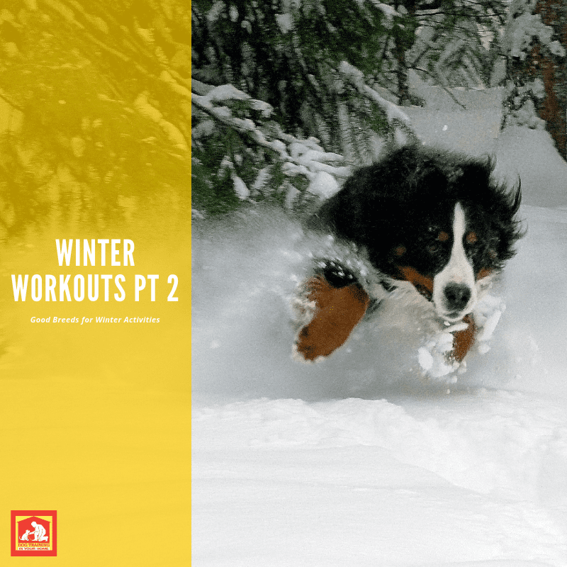 Dog Breeds that Love Cold Weather: Winter Workouts Part 2