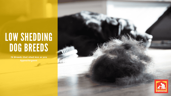 Low Shedding Dog Breeds | Dog Training In Your Home Myrtle Beach