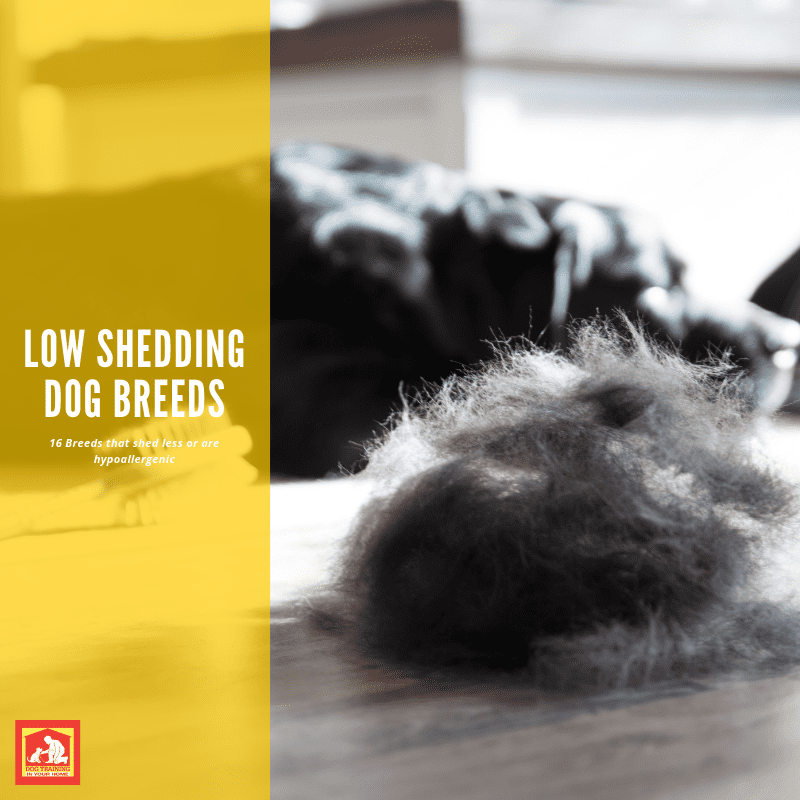 Low Shedding Dog Breeds