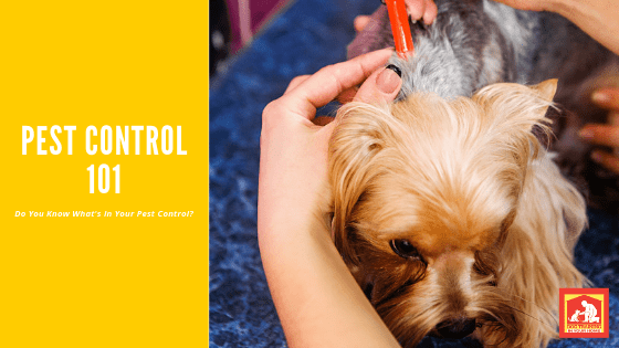 Do You Know What's In Your Dog's Pest Control? | Dog Training In Your Home Myrtle Beach