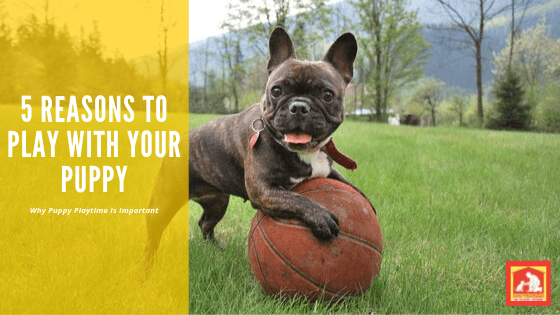 Play with Your Puppy | Dog Training In Your Home Myrtle Beach