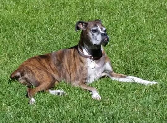 Boxer senior dog laying in grass