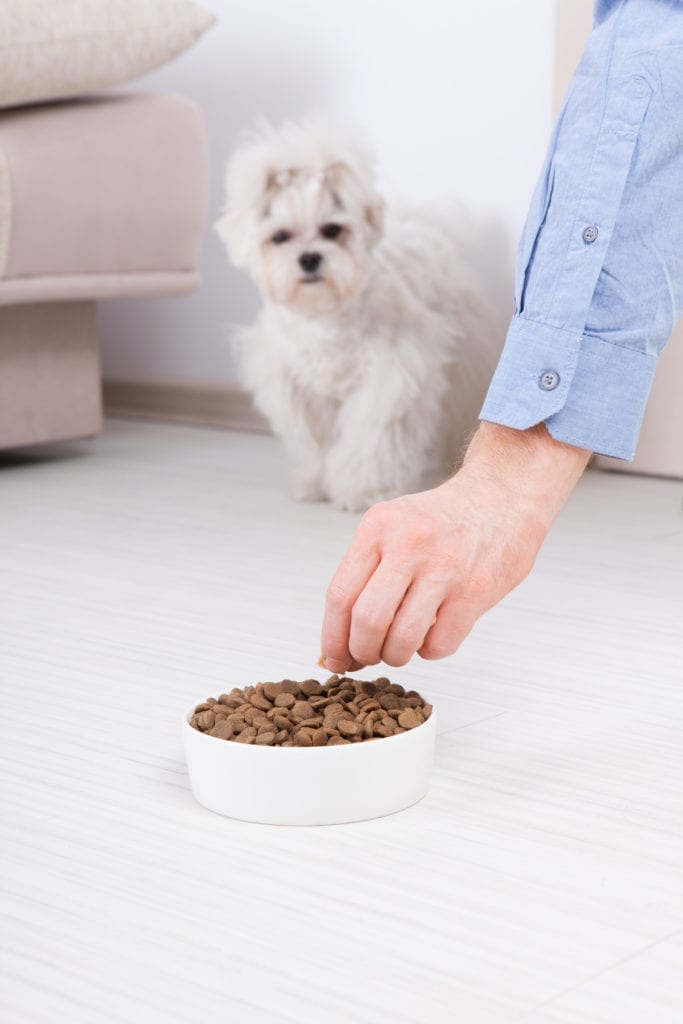 Maltese puppy with dry food