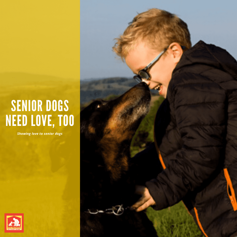 Senior Dogs Need Love, Too