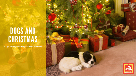 5 Tips to Prepare for Christmas With Your Dog | Dog Training In Your Home Myrtle Beach