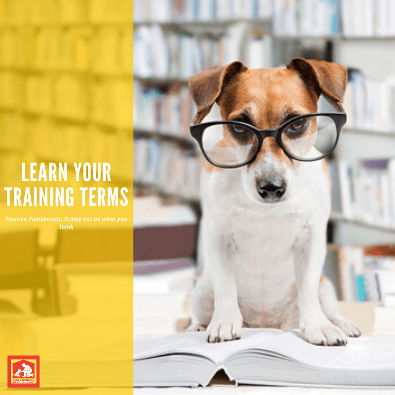 Dog Training Terms Positive Punishment | Dog Training In Your Home Myrtle Beach