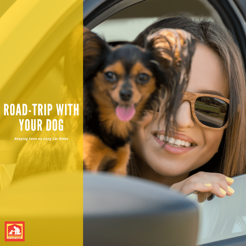 Road-Trip With Your Dog | Dog Training In Your Home Myrtle Beach