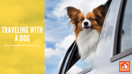 Traveling With A Dog | Dog Training In Your Home Myrtle Beach