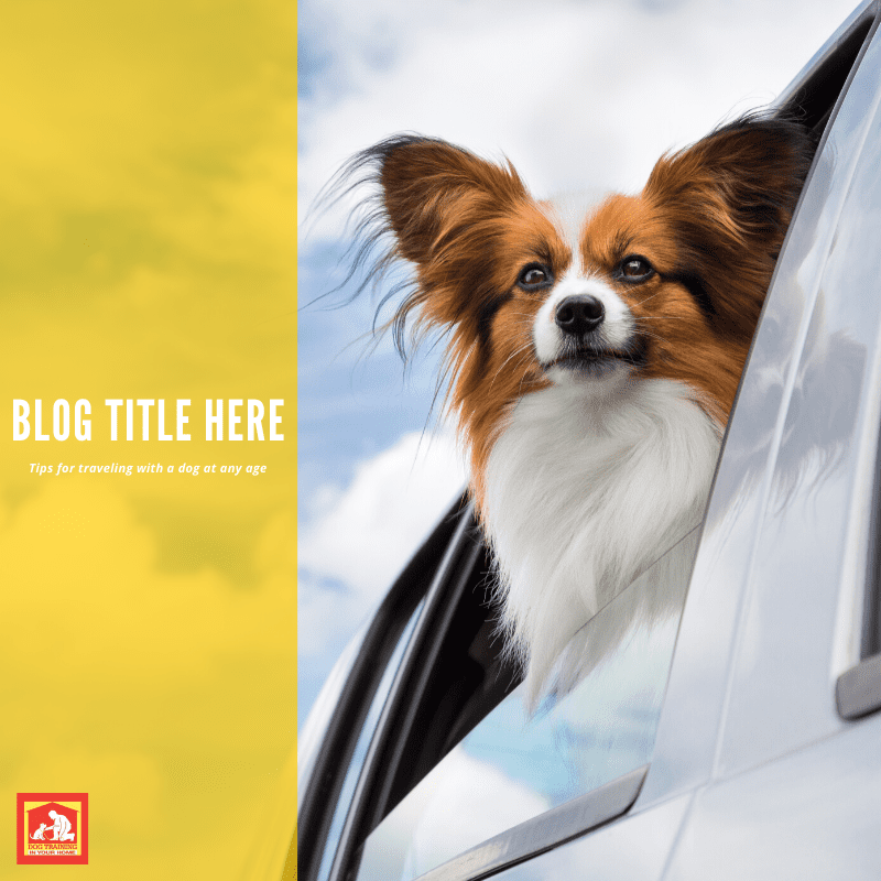 Traveling With A Dog | Dog Training In Your Home Myrtle Beach