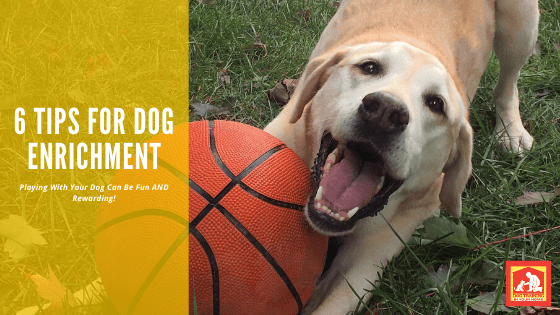 6 Tips for Dog Enrichment | Dog Training In Your Home Myrtle Beach