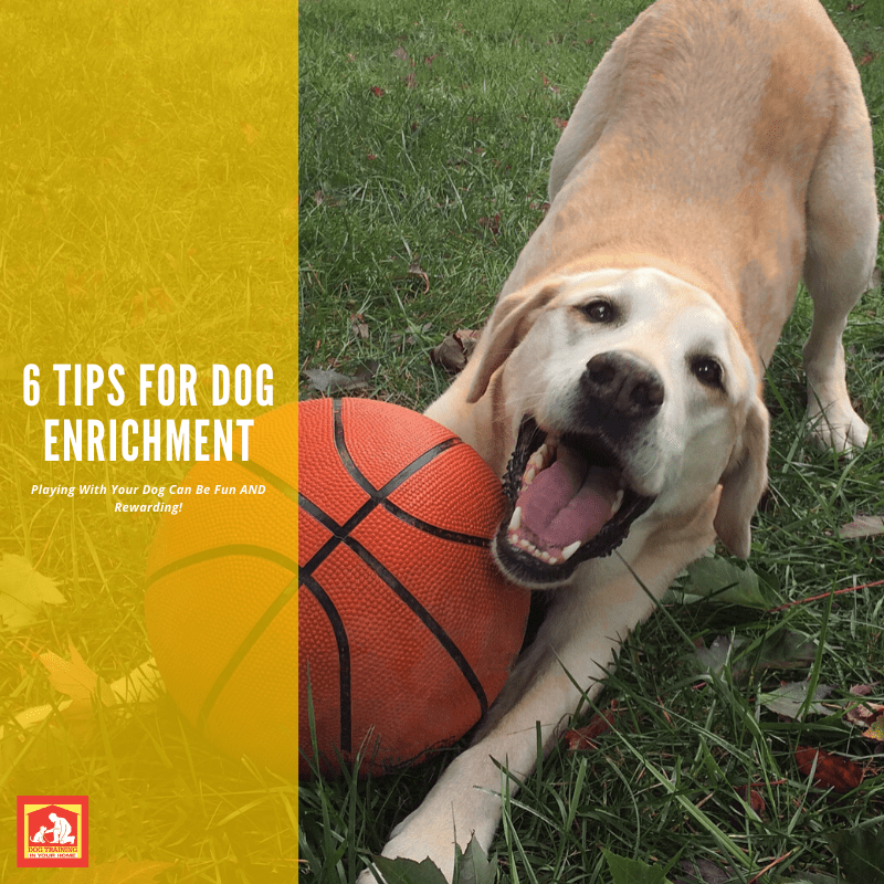 6 Tips for Dog Enrichment