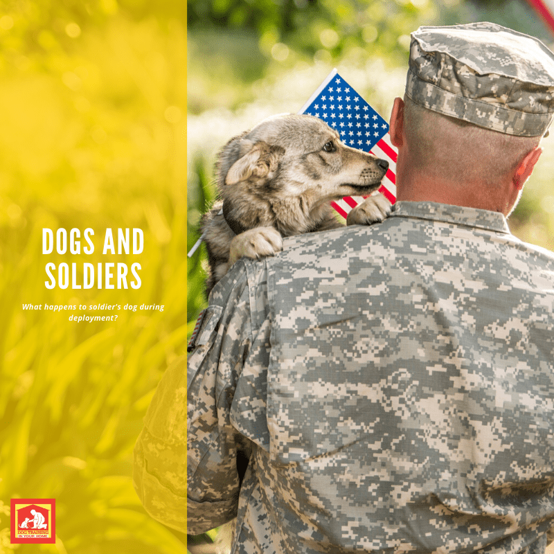 Soldiers and Dogs | Dog Training In Your Home Myrtle Beach