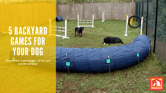 Backyard Games for Your Dog | Dog Training in Your Home Myrtle Beach