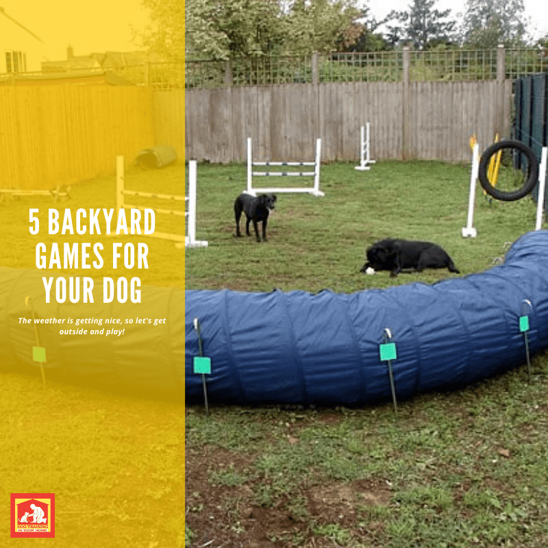 Backyard Games for Your Dog | Dog Training in Your Home Myrtle Beach