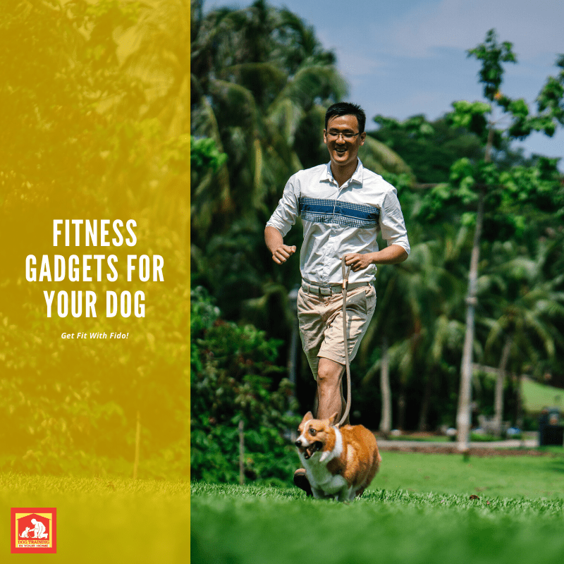 Fitness Gadgets for Your Dog