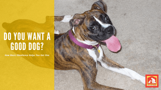 Do You Want A Good Dog | Dog Training In Your Home Myrtle Beach