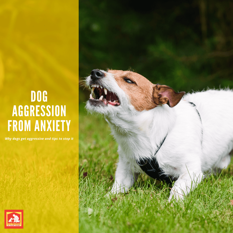 Dog Aggression from Anxiety | Dog Training In Your Home Myrtle Beach