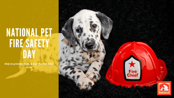 National Pet Fire Safety Day | Dog Training In Your Home Myrtle Beach