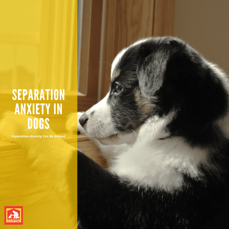 Separation Anxiety In Dogs | Dog Training In Your Home Myrtle Beach