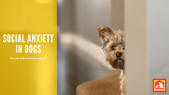 Social Anxiety In Dogs | Dog Training In Your Home Myrtle Beach