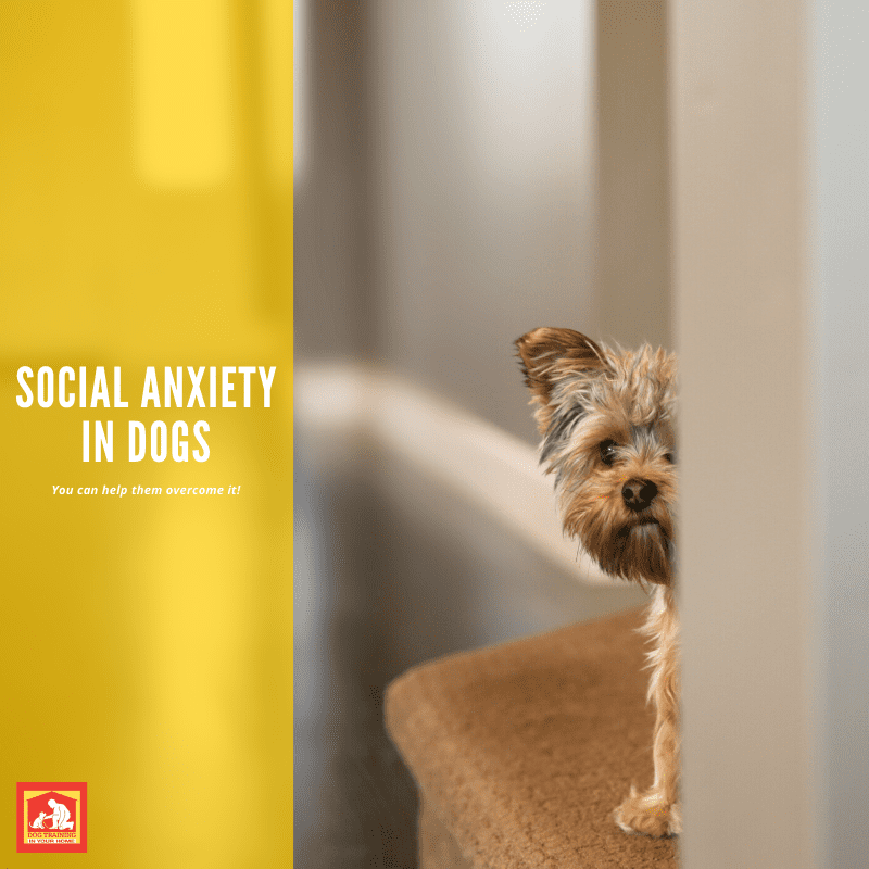 Social Anxiety In Dogs | Dog Training In Your Home Myrtle Beach